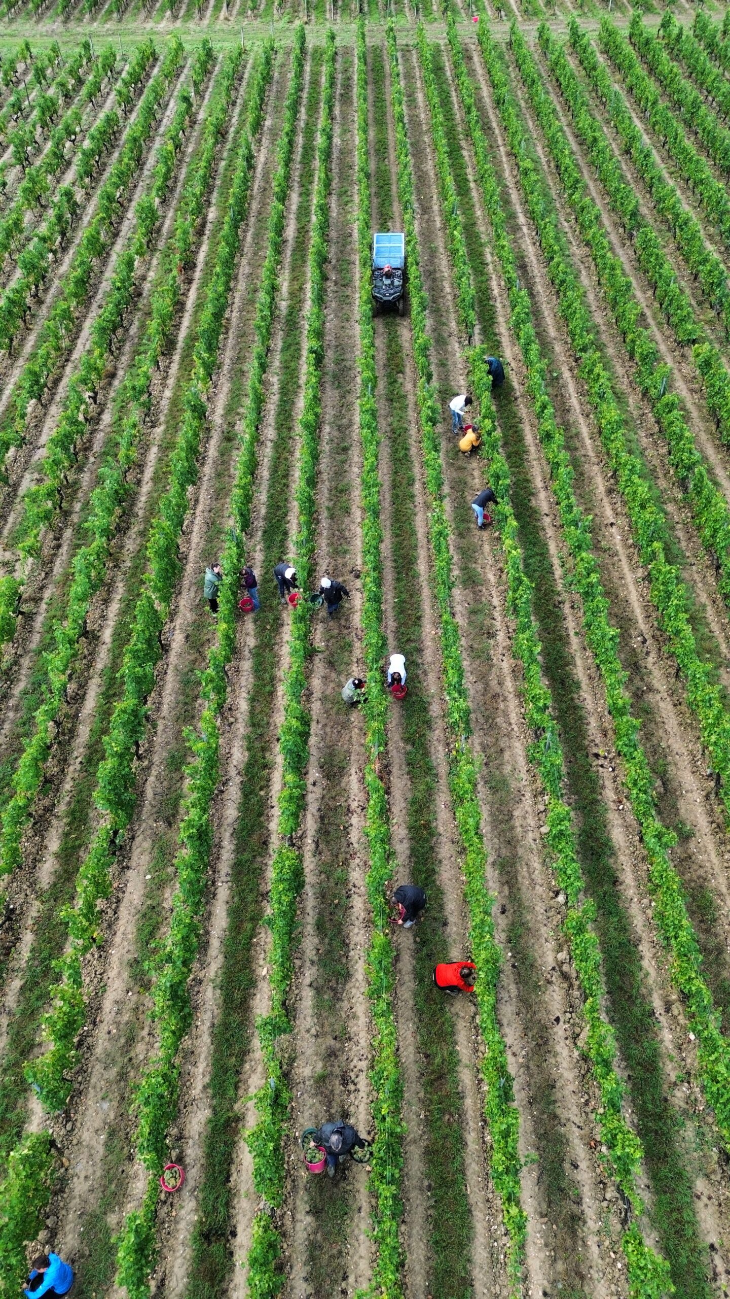 Les vendanges 2025 au Château Princé